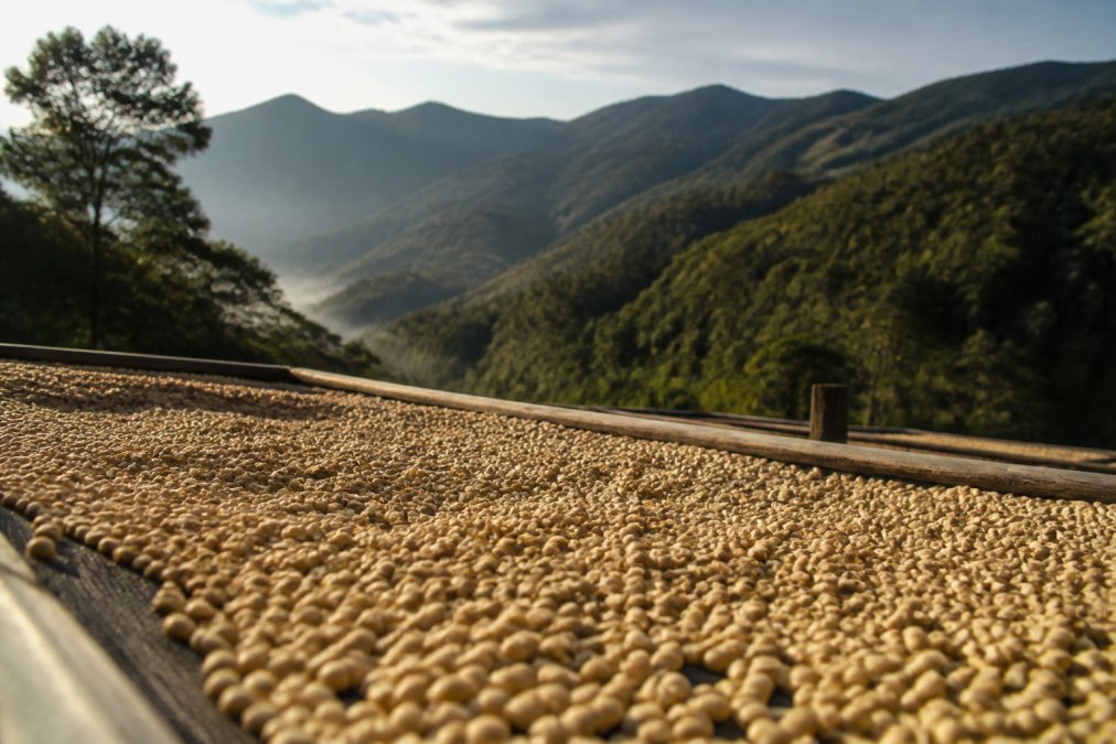 Buy Single Origin Coffee Beans: 2026 Guide