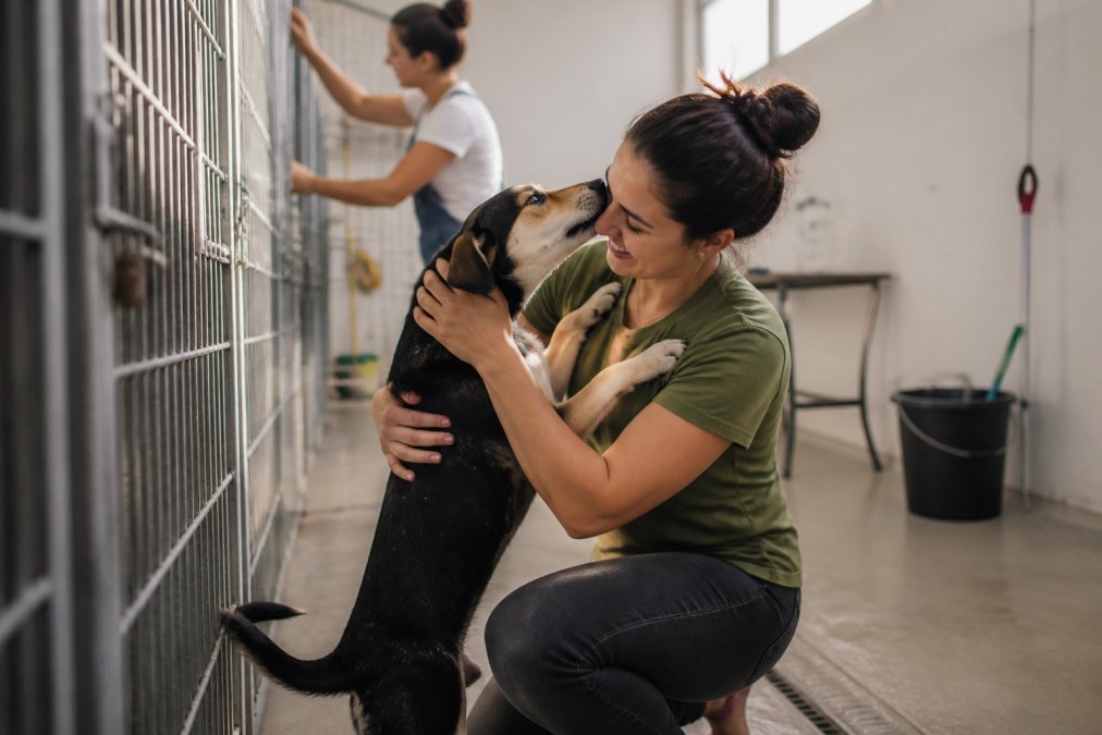 How to Support Local Animal Rescues: 2026 Guide