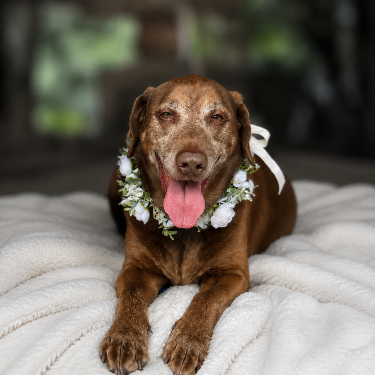 Jesse the Chocolate Lab