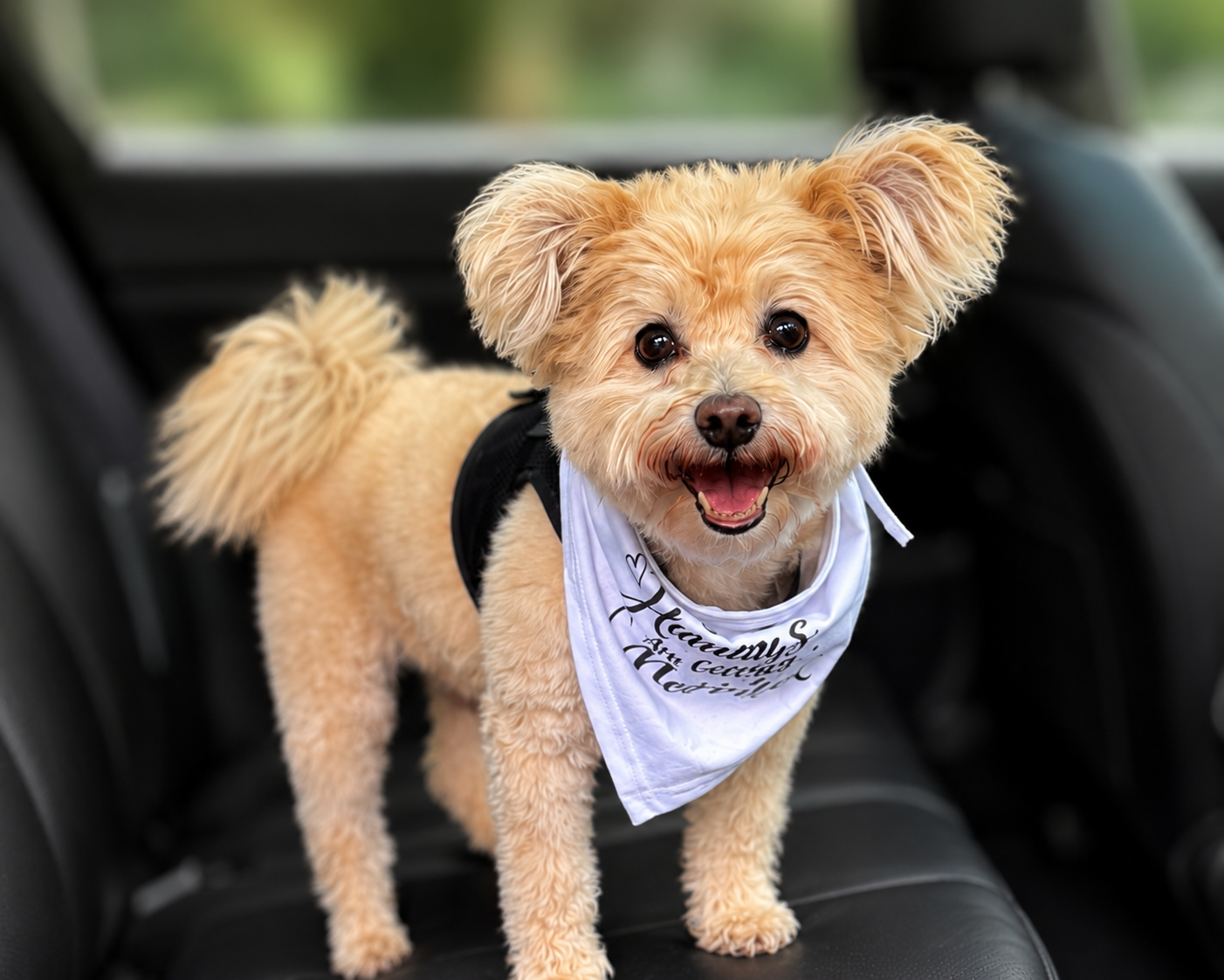 Toby the Pomapoo